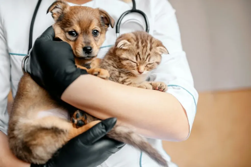 Uruaçu promove mutirão gratuito de castração de cães e gatos