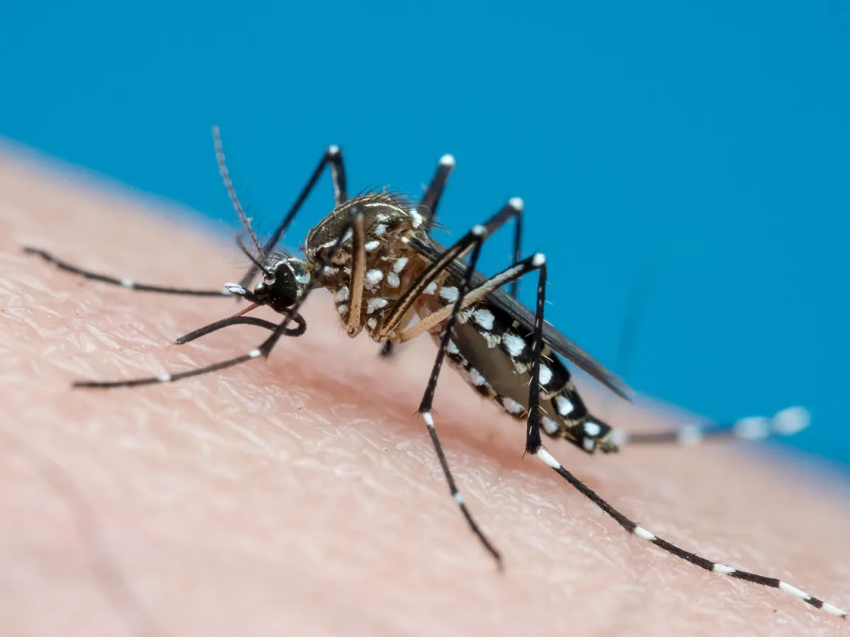 Brasil registra mais de 82% dos casos de dengue do mundo, alerta OMS