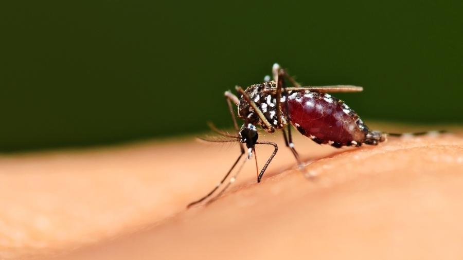 Casos prováveis de dengue já superam os de todo o ano de 2023