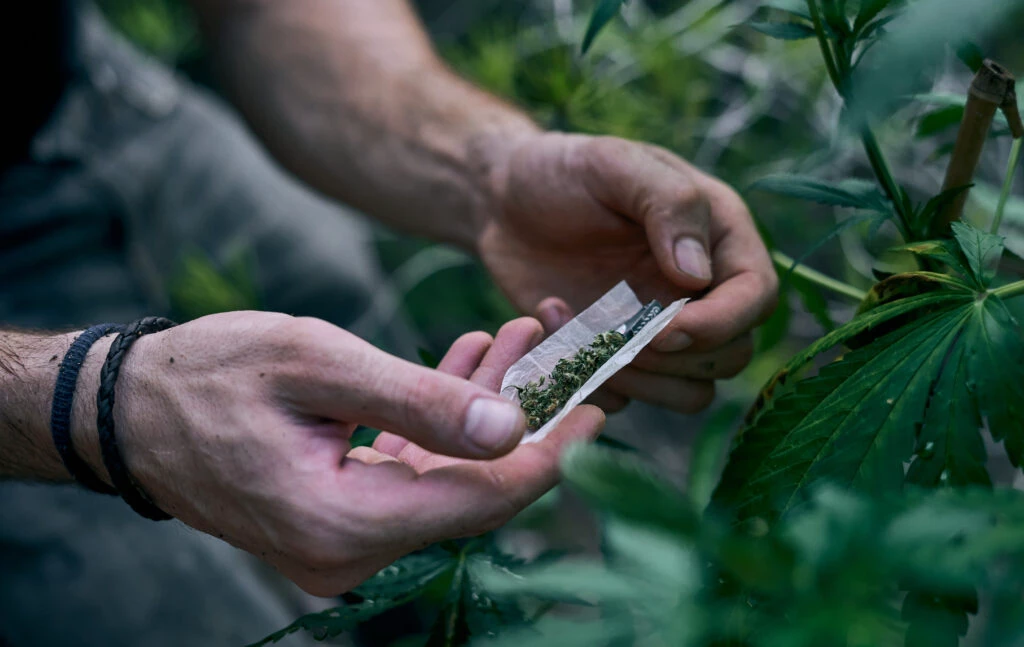 Quantidade de maconha liberada pelo STF rende até 133 “baseados”