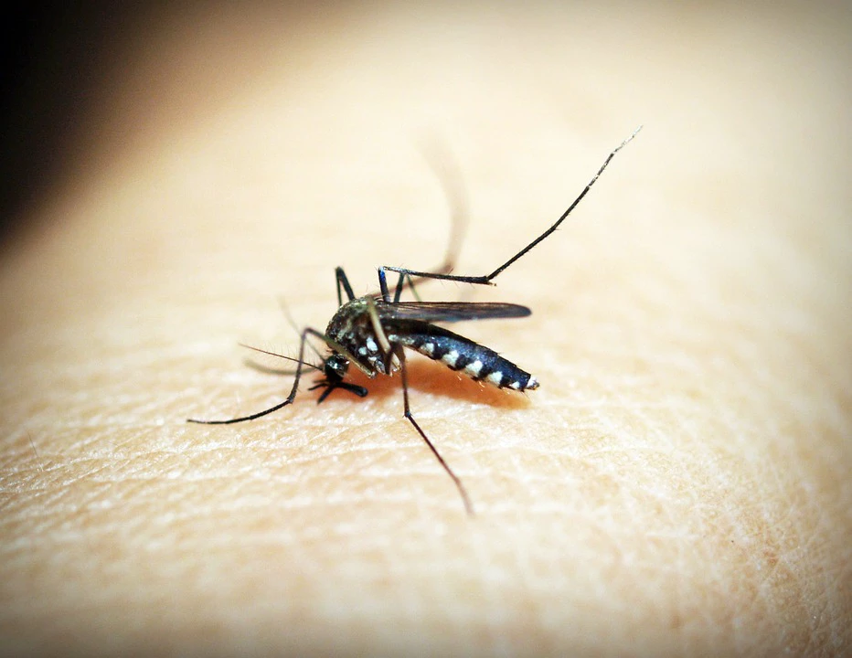 Brasil se aproxima de 1 milhão de casos prováveis de dengue