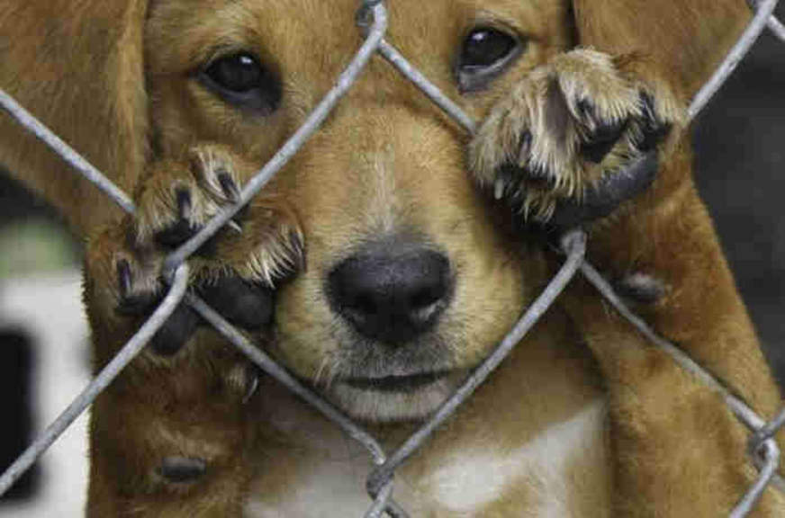 Projeto aumenta pena por maus-tratos contra cães e gatos