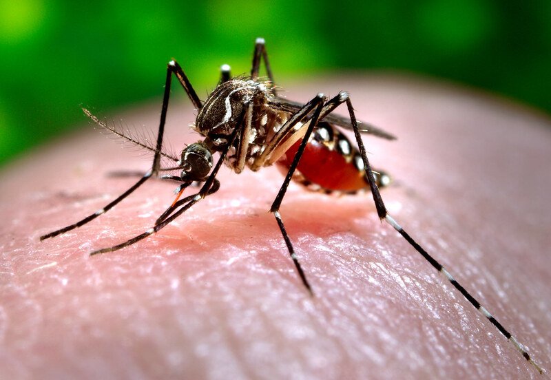 Dengue: Brasil passa de 4 milhões de casos; mortes chegam a 1.937