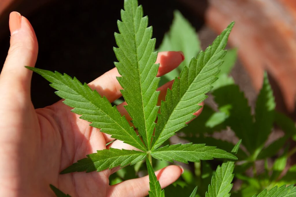 Após descriminalização, busca por maconha no Google dispara