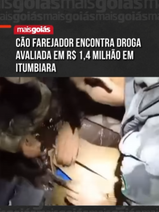 O cão farejador Toddy desempenhou um papel fundamental na apreensão de mais de 100 kg de drogas