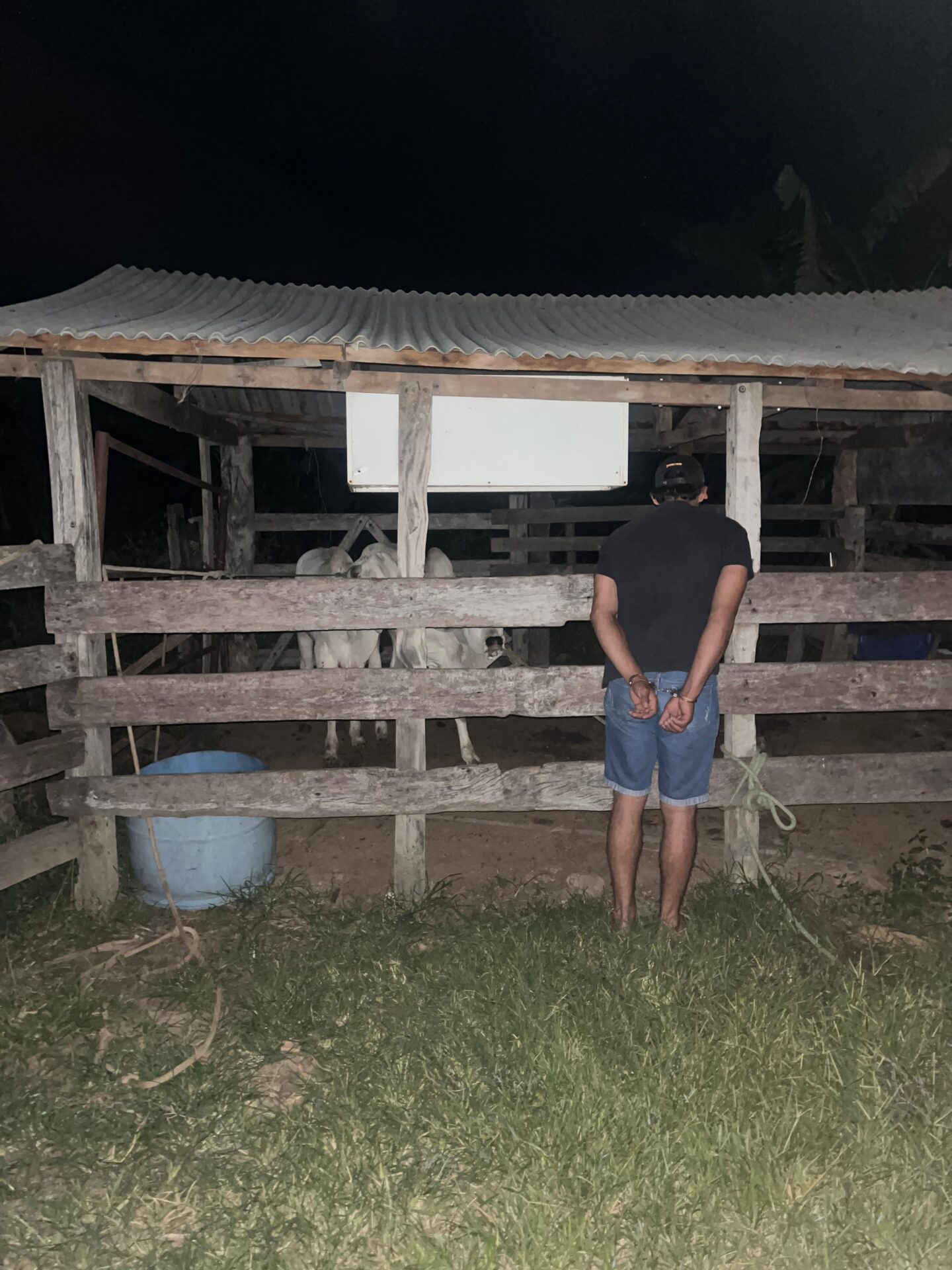 Polícia Civil recupera gado furtado de leilão e prende o abgeatário