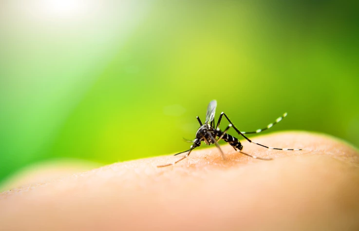Ondas de calor fazem dengue explodir em regiões do Brasil