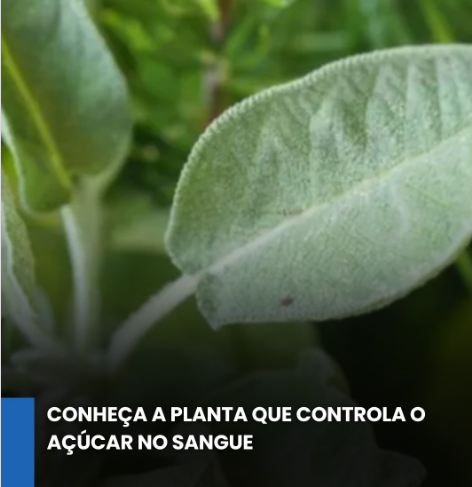 Como alternativa para a melhoria dos índices glicêmicos no sangue