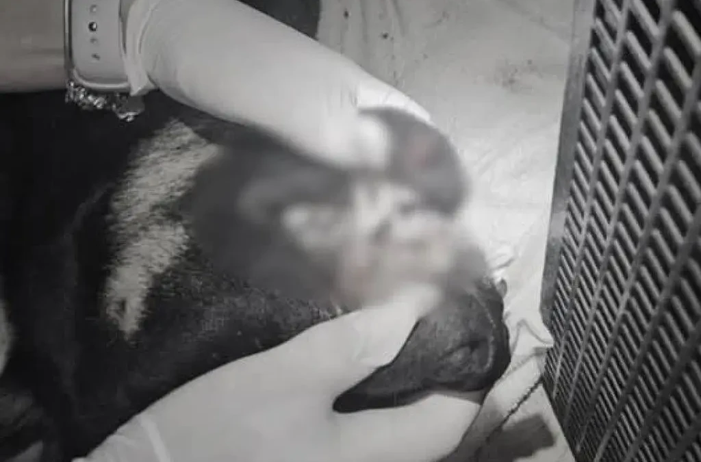Três adolescentes são apreendidos sob suspeita de matar cão em Itajaí (SC)